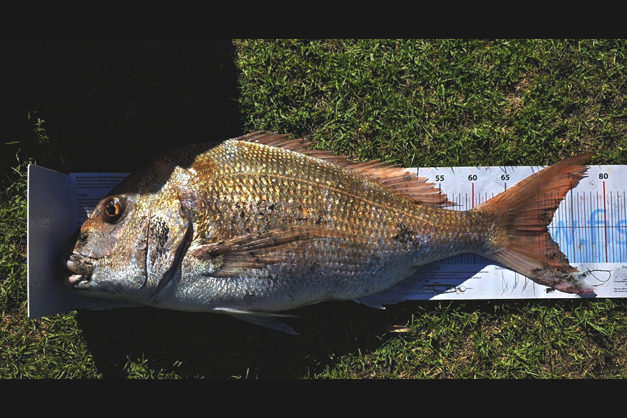 Ivan Toopi caught this 71.0cm Snapper at Taranaki during The Export NZ Fishing Competition
