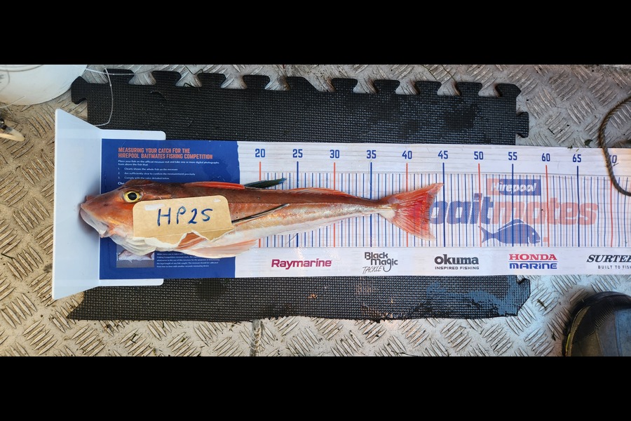 Warrick  Lowe caught this 43.0cm Gurnard at Canterbury during The Export NZ Fishing Competition