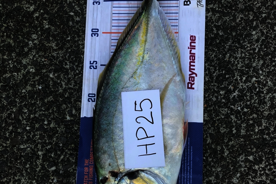 Max Canning caught this 39.5cm Trevally at Waikato during The Export NZ Fishing Competition