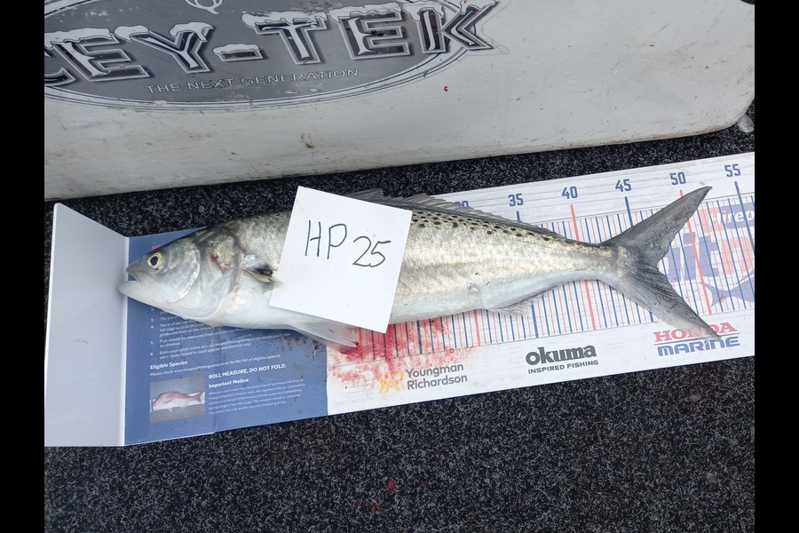 Sandra Dicker caught this 46.5cm Kahawai at Auckland during The Export NZ Fishing Competition