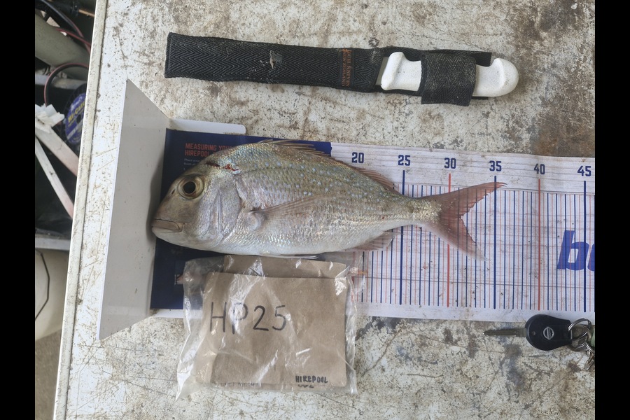 Craig Nelder caught this 31.0cm Snapper at Northland during The Export NZ Fishing Competition