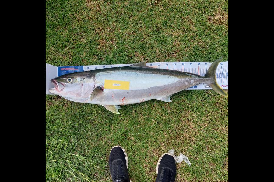 Rodney Russell caught this 101.0cm Kingfish at Waikato during The Export NZ Fishing Competition