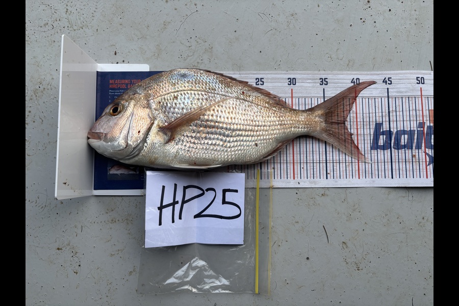 Jamie Bullock caught this 38.0cm Snapper at Auckland during The Export NZ Fishing Competition