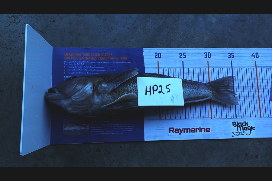 Kelvin Mckay caught this 35.0cm Blue Cod at Otago during The Export NZ Fishing Competition