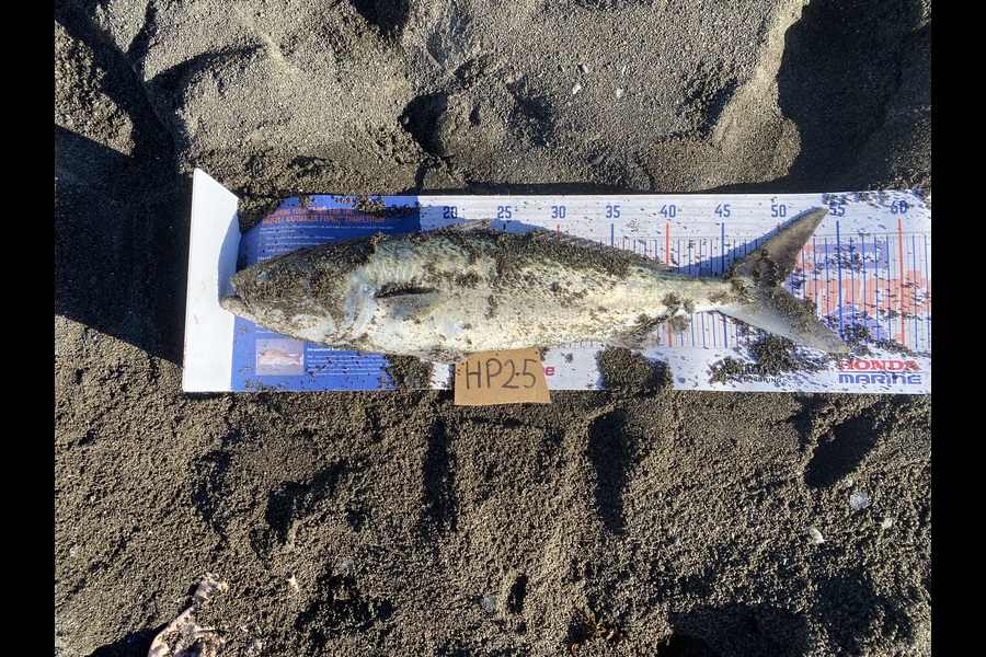 Shamus Brophy caught this 49.5cm Kahawai at Hawkes Bay during The Export NZ Fishing Competition