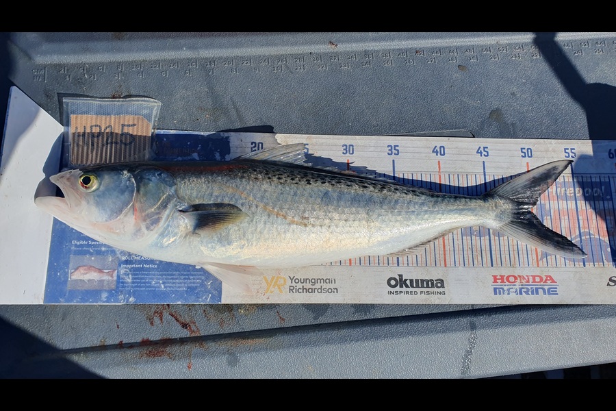 Dan Musson caught this 49.5cm Kahawai at Wellington during The Export NZ Fishing Competition