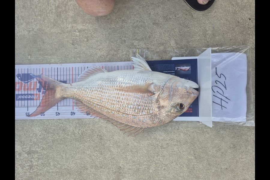 Quinn Barnes caught this 49.0cm Snapper at Northland during The Export NZ Fishing Competition