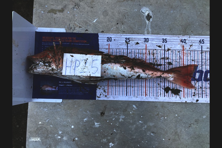 Aden Van den brand caught this 42.0cm Gurnard at Taranaki during The Export NZ Fishing Competition