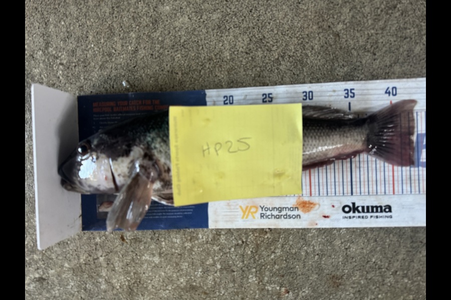 Gordy Pye caught this 42.0cm Blue Cod at Wairarapa
 during The Export NZ Fishing Competition