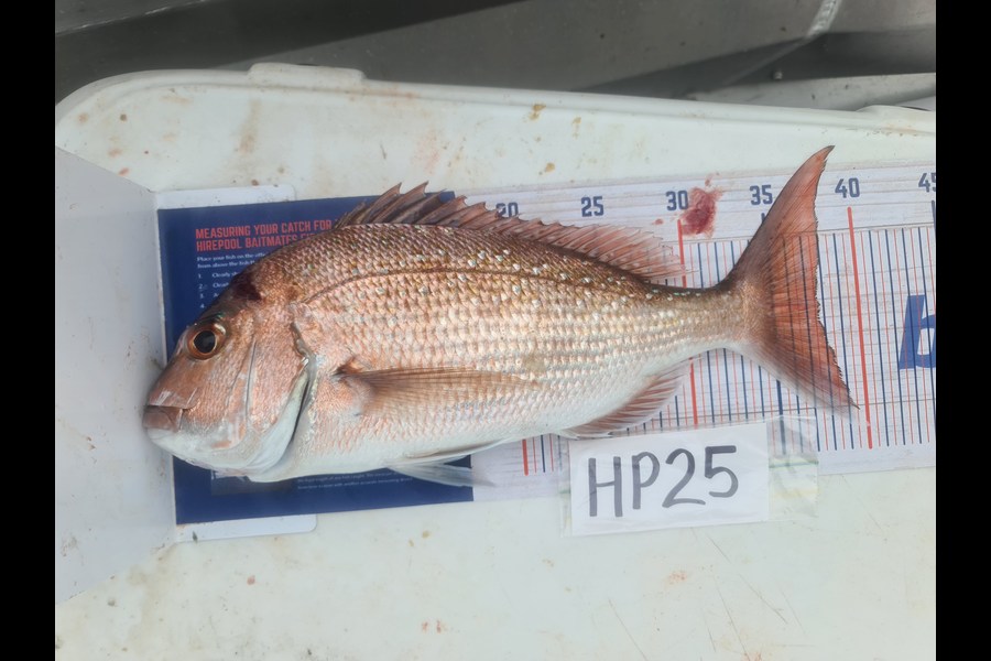 Manoah Tee Tee caught this 37.5cm Snapper at Coromandel during The Export NZ Fishing Competition