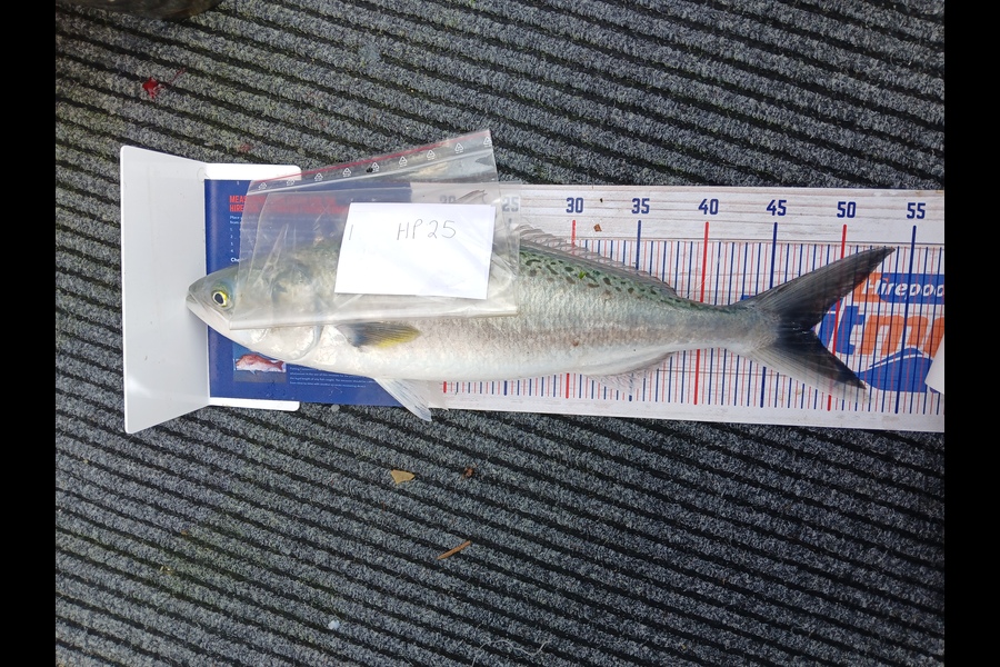 Jan Christoffel Greyling caught this 48.0cm Kahawai at Hawkes Bay during The Export NZ Fishing Competition