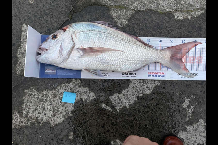 Jack Ogden caught this 58.5cm Snapper at Taranaki during The Export NZ Fishing Competition