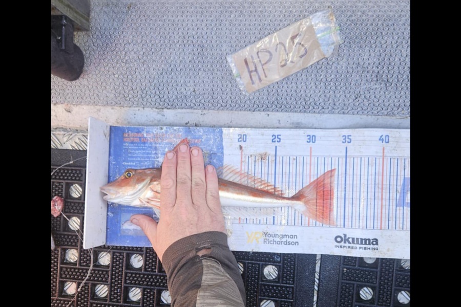 Harry Kovacs caught this 33.5cm Gurnard at Wellington during The Export NZ Fishing Competition