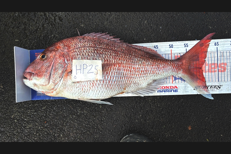 Noah Leaning caught this 59.5cm Snapper at Auckland during The Export NZ Fishing Competition