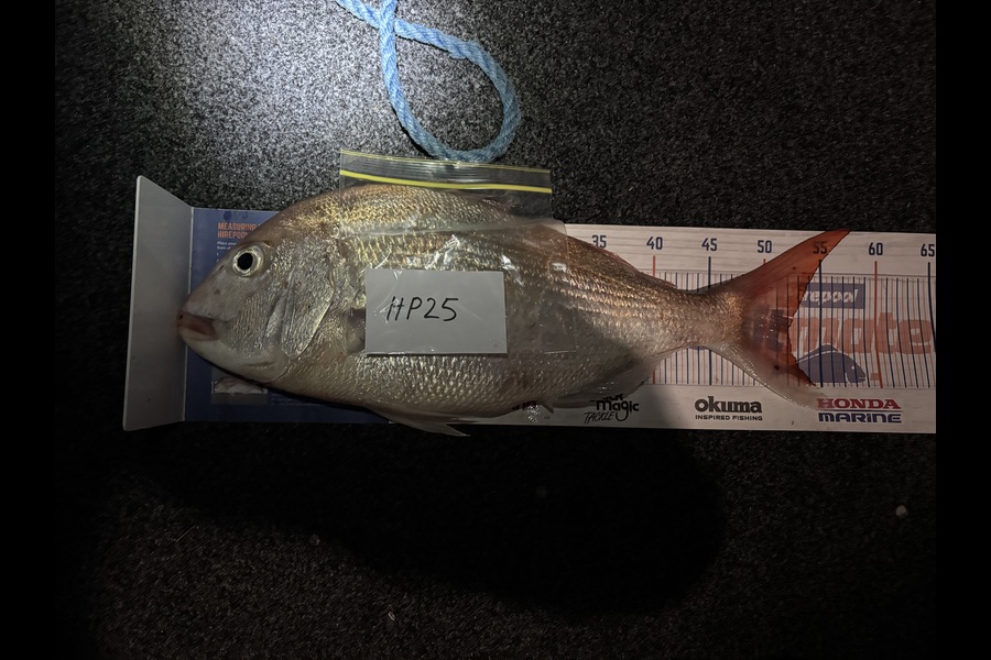 Karl Puklowski  caught this 52.0cm Snapper at Nelson/Marlborough during The Export NZ Fishing Competition