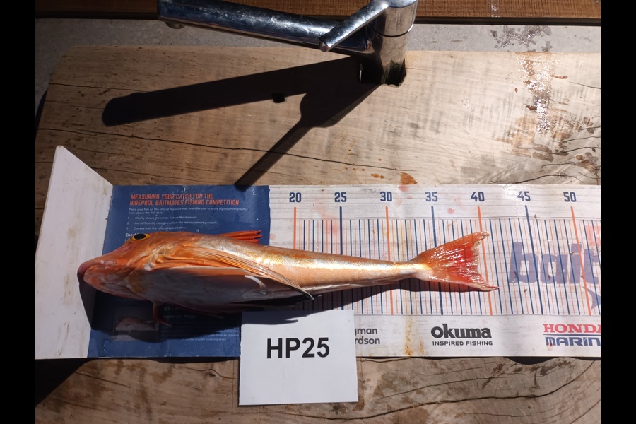 Jason Iorns caught this 39.0cm Gurnard at Nelson/Marlborough during The Export NZ Fishing Competition
