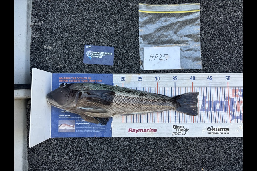 Karl Puklowski  caught this 41.0cm Blue Cod at Nelson/Marlborough during The Export NZ Fishing Competition