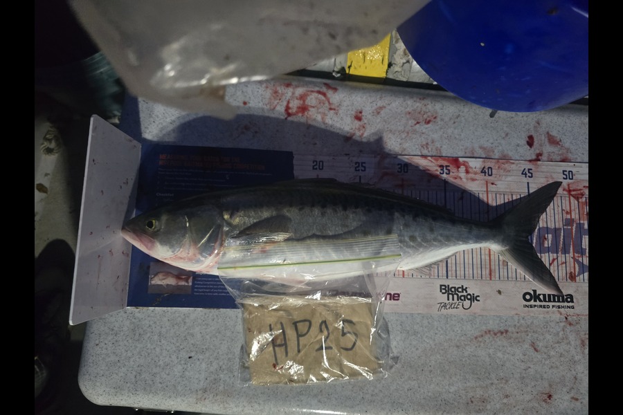 Frazer Hope caught this 44.5cm Kahawai at Bay of Plenty during The Export NZ Fishing Competition
