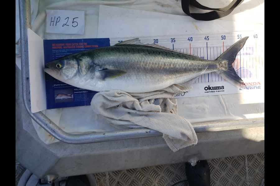 Carolyn Rose caught this 52.0cm Kahawai at Nelson/Marlborough during The Export NZ Fishing Competition