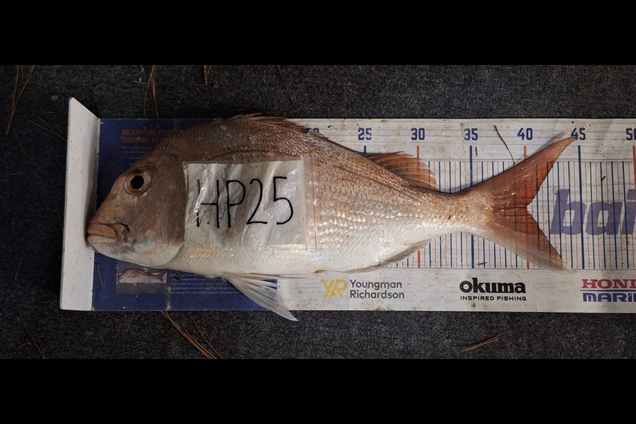 Trevor Hopson caught this 40.0cm Snapper at Coromandel during The Export NZ Fishing Competition