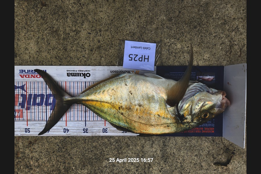 Caleb Lambert caught this 42.5cm Trevally at Northland during The Export NZ Fishing Competition
