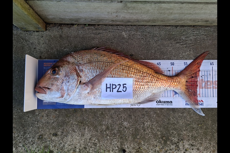Jaynie Bourke caught this 59.0cm Snapper at Taranaki during The Export NZ Fishing Competition