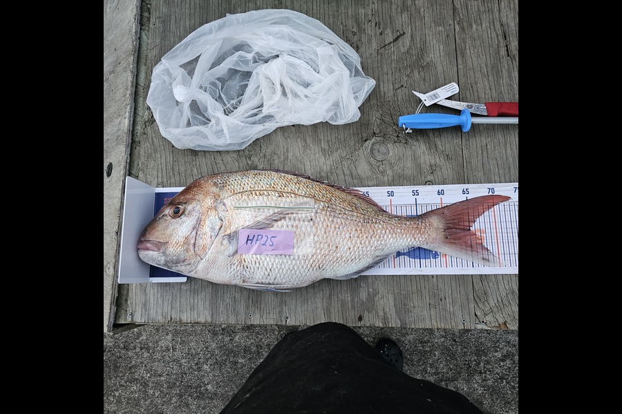 Reece Rowe caught this 65.0cm Snapper at Manawatu during The Export NZ Fishing Competition
