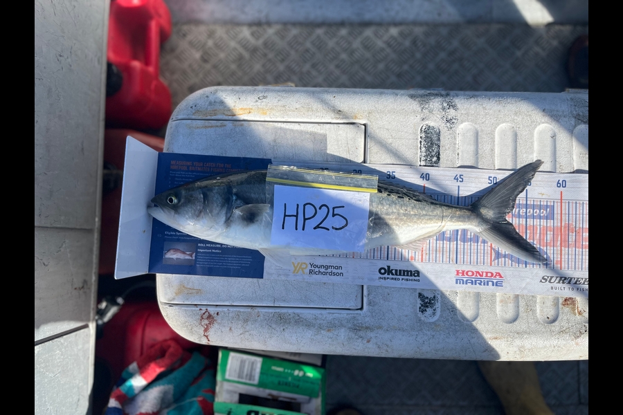 Laura Young caught this 51.5cm Kahawai at Nelson/Marlborough during The Export NZ Fishing Competition