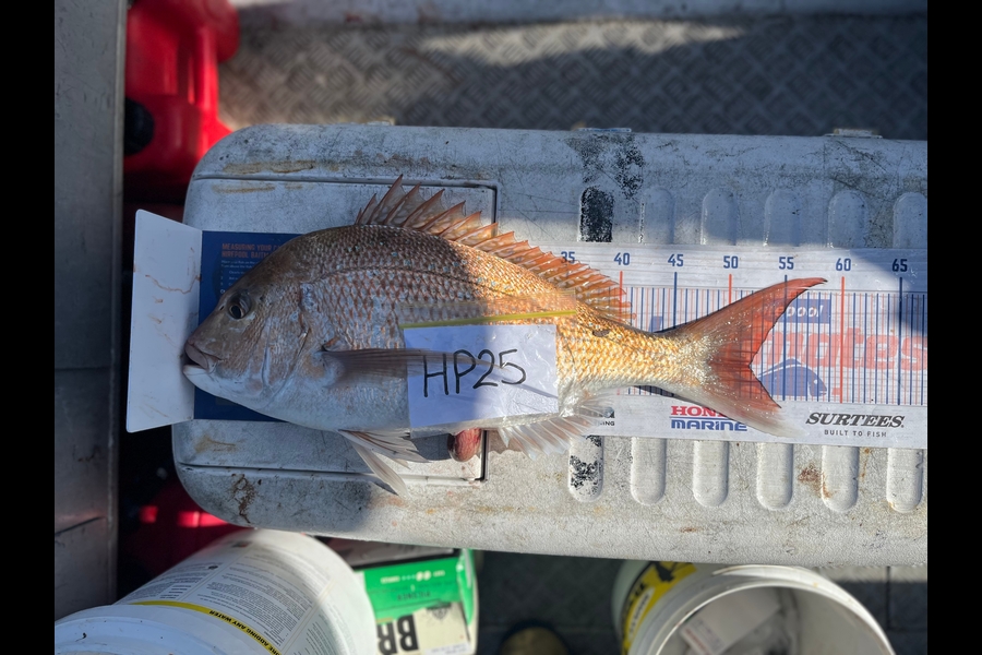 Rowan Young caught this 51.5cm Snapper at Nelson/Marlborough during The Export NZ Fishing Competition