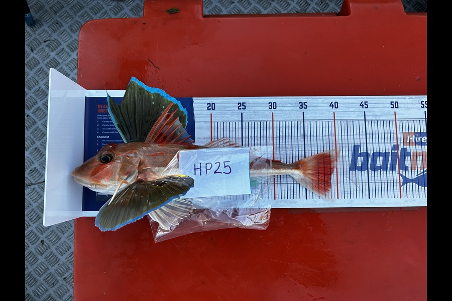 Wayne Hurunui caught this 39.0cm Gurnard at Nelson/Marlborough during The Export NZ Fishing Competition