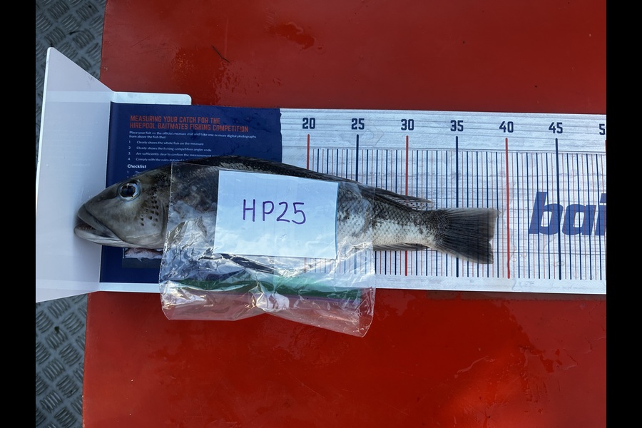 Wayne Hurunui caught this 38.0cm Blue Cod at Nelson/Marlborough during The Export NZ Fishing Competition