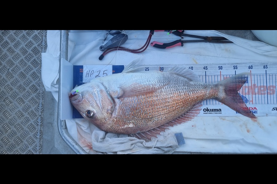 Phillip Rose caught this 55cm Snapper at Nelson/Marlborough during The Export NZ Fishing Competition