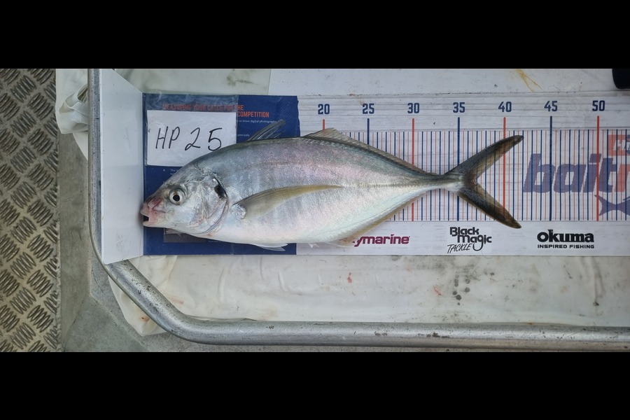 Phillip Rose caught this 36.5cm Trevally at Nelson/Marlborough during The Export NZ Fishing Competition