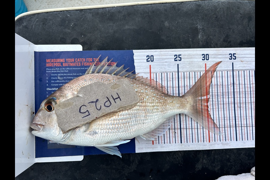 Matt Hume caught this 30.0cm Snapper at Northland during The Export NZ Fishing Competition