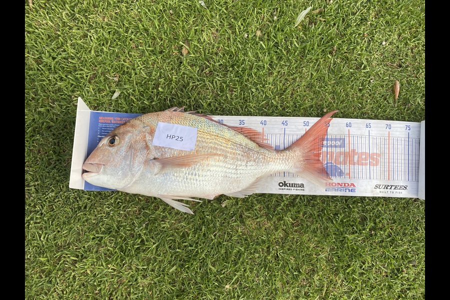 Shane MacRae caught this 53.5cm Snapper at Taranaki during The Export NZ Fishing Competition