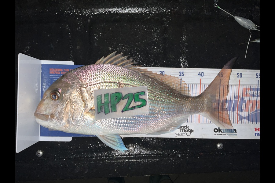 Stephen Heka caught this 46.5cm Snapper at Northland during The Export NZ Fishing Competition
