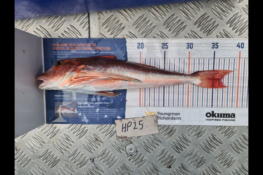 Scott Bassett caught this 36.5cm Gurnard at Manawatu during The Export NZ Fishing Competition