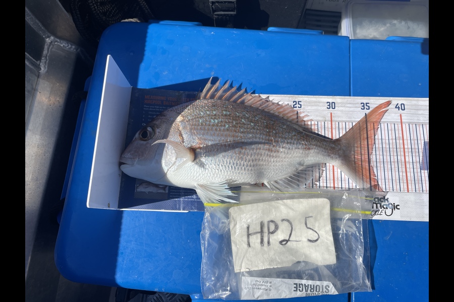 Tim Smith caught this 35.0cm Snapper at Nelson/Marlborough during The Export NZ Fishing Competition