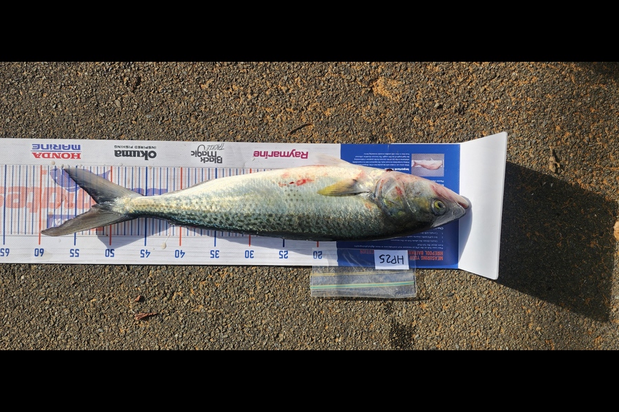 Matt Prescott caught this 52.0cm Kahawai at Wellington during The Export NZ Fishing Competition