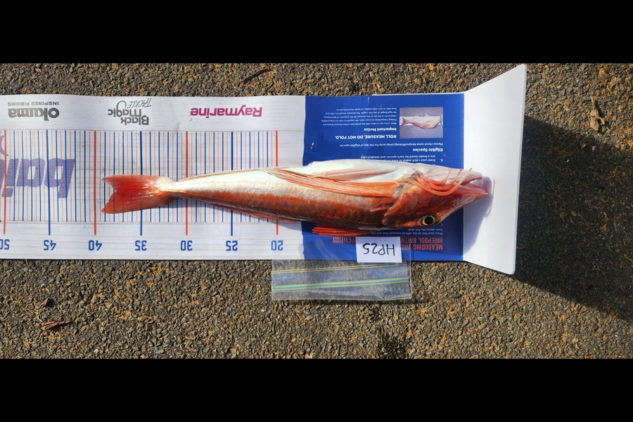 Matt Prescott caught this 37.5cm Gurnard at Wellington during The Export NZ Fishing Competition