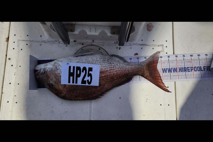 Ross Murray caught this 77.0cm Snapper at Manawatu during The Export NZ Fishing Competition