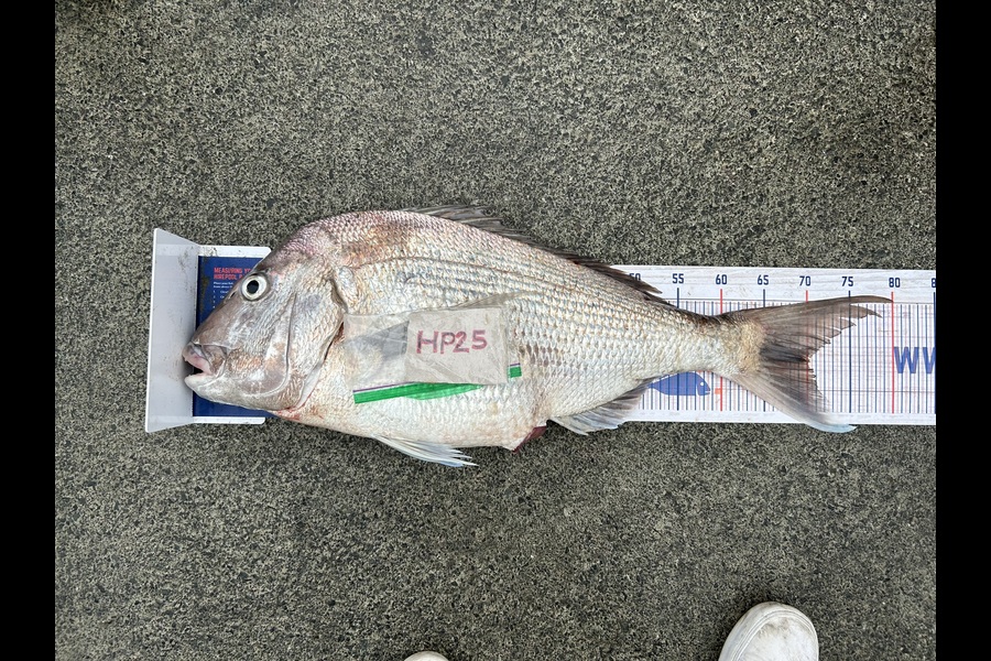James Baker caught this 70.0cm Snapper at Northland during The Export NZ Fishing Competition