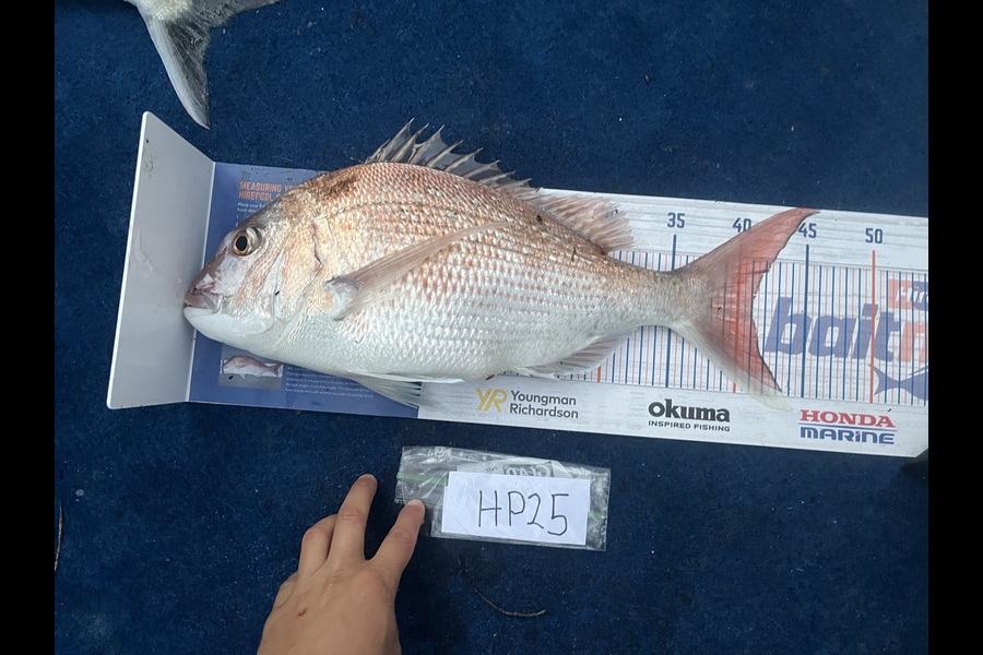 Reece Harvey caught this 41.0cm Snapper at Nelson/Marlborough during The Export NZ Fishing Competition