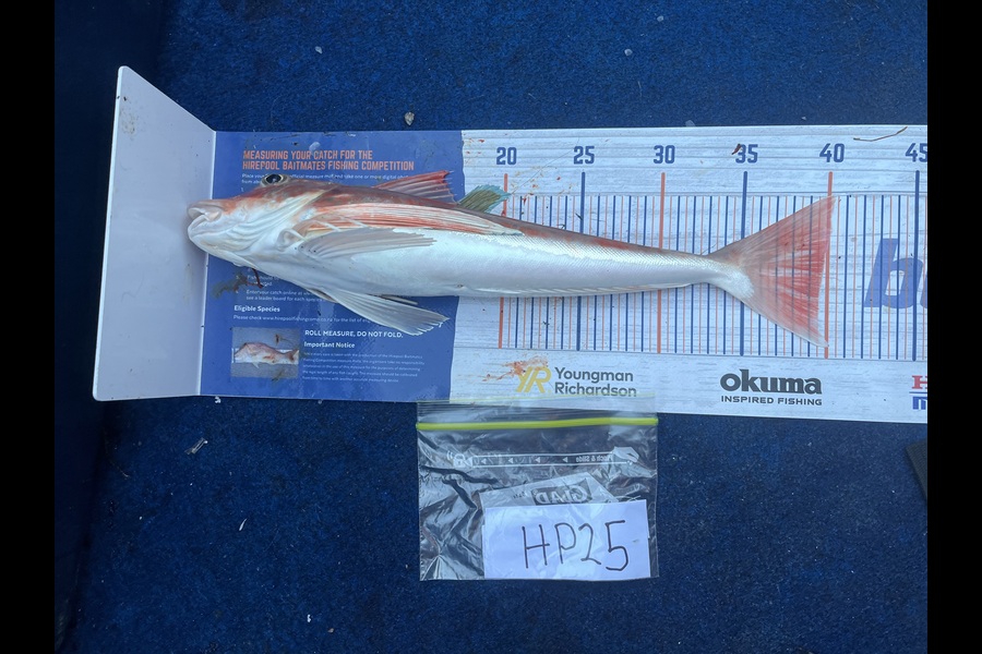 Reece Harvey caught this 39.5cm Gurnard at Nelson/Marlborough during The Export NZ Fishing Competition