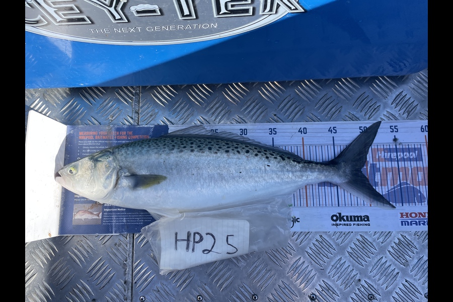 Tim Smith caught this 49.0cm Kahawai at Nelson/Marlborough during The Export NZ Fishing Competition