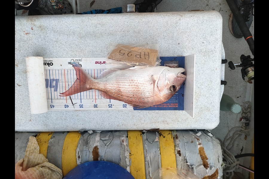 Joshua Martin caught this 36.0cm Snapper at Bay of Plenty during The Export NZ Fishing Competition