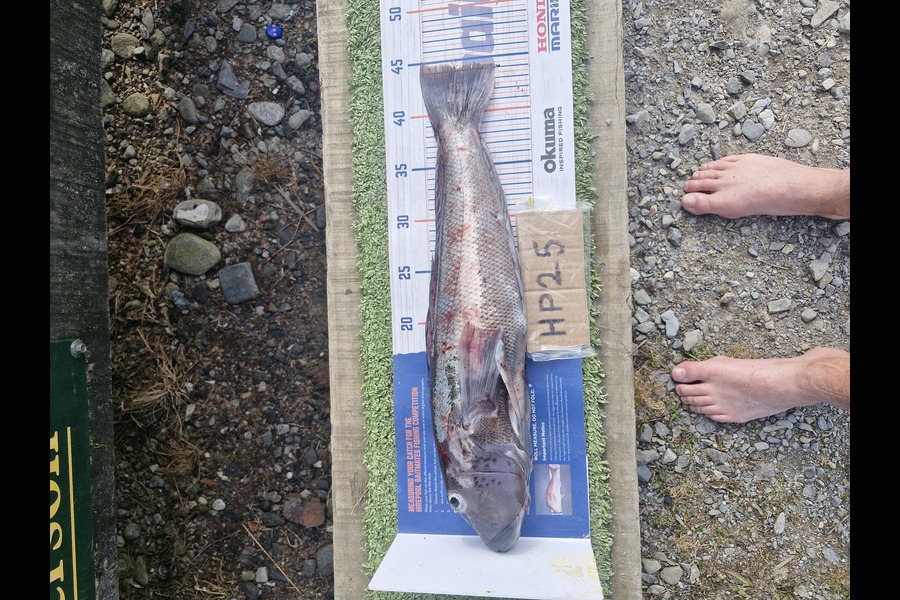 Ross  Burling  caught this 44.0cm Blue Cod at West Coast during The Export NZ Fishing Competition