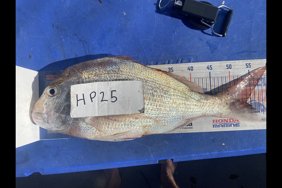 Ryan Mitchell caught this 54.0cm Snapper at Nelson/Marlborough during The Export NZ Fishing Competition