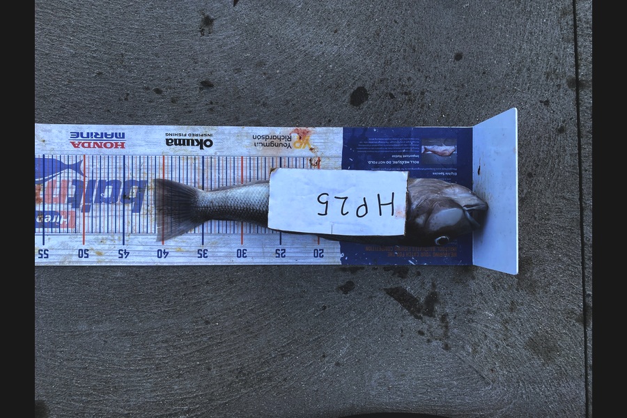 Brody Mitchell caught this 41.0cm Blue Cod at Nelson/Marlborough during The Export NZ Fishing Competition
