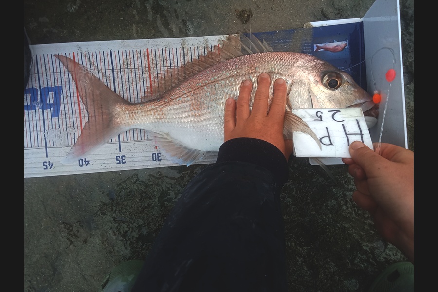 Bodhi Bishop Saunders caught this 39.0cm Snapper at Coromandel during The Export NZ Fishing Competition